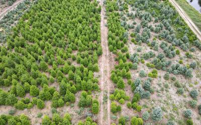 Photos of Cork Christmas Tree Farm