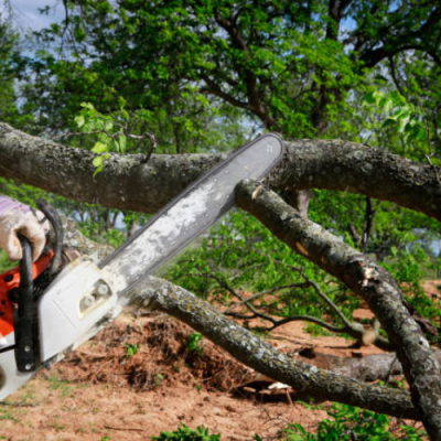 Photos of Gold tree trimming, LLC.