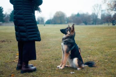 Photos of Learn with Kansas City’s Master Dog Trainers