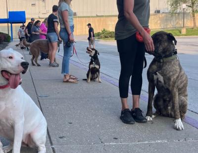 Photos of Learn with Kansas City’s Master Dog Trainers