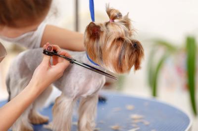 Photos of WANDA'S PET GROOMING L.L.C.