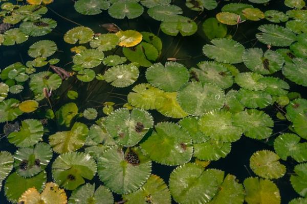 Candidasa Lotus Lagoon, Sengkidu, Karangasem Regency, Bali, Indonesia