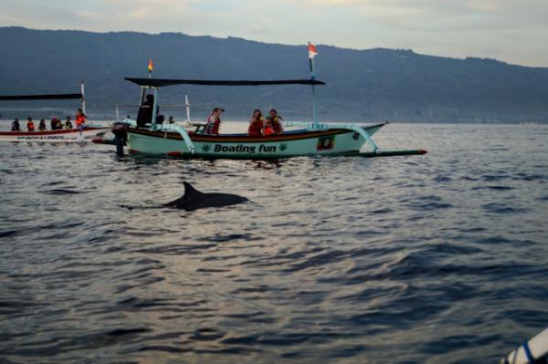 a dolphin in front of a tourist boat