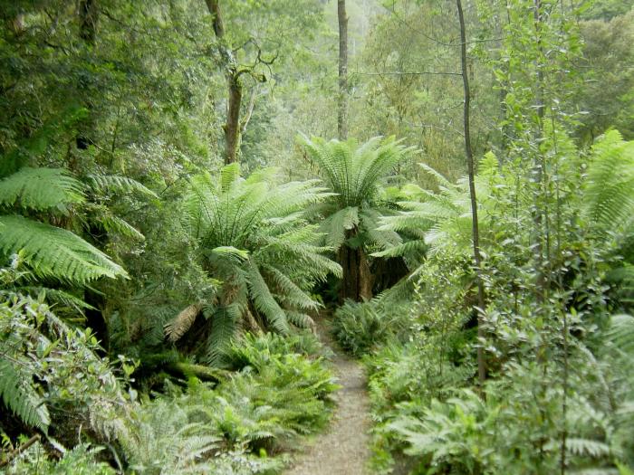 The Tarkine: Ancient rainforest and rugged wilderness